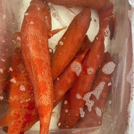 Cá Bóng Mú Hồng