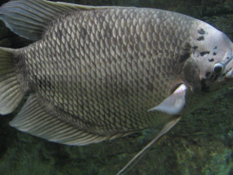 Hải sản tươi sống