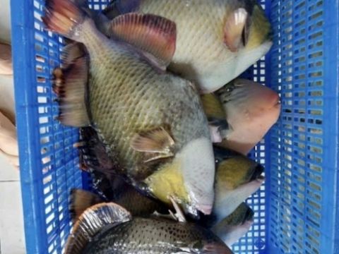 Hải sản tươi sống